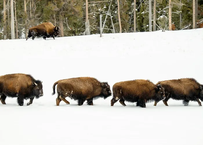 Explorer Cabins At Yellowstone